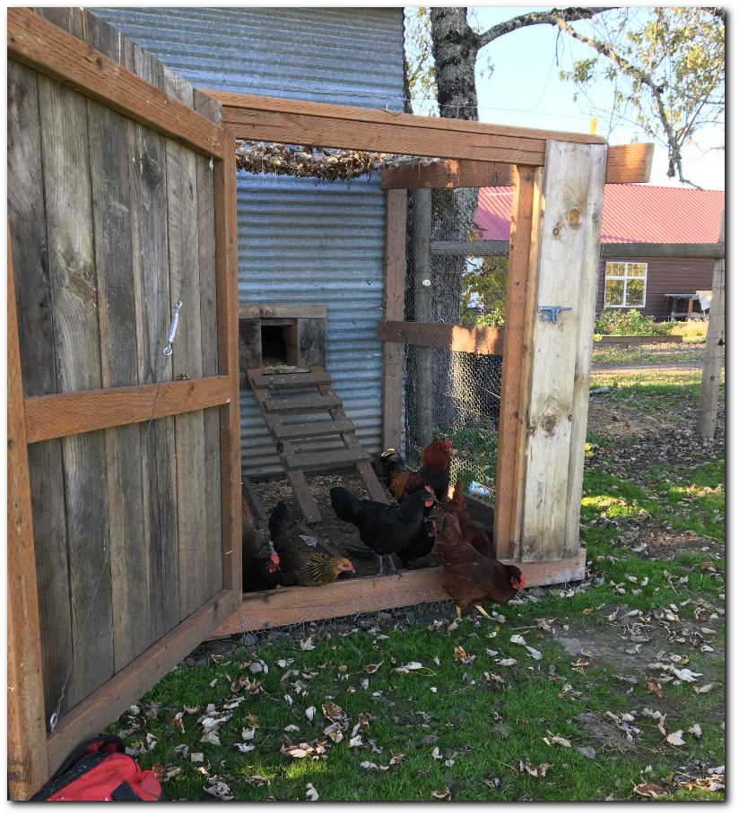 Chicken run made with old barn wood