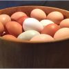 Farm Fresh Eggs Jefferson Oregon